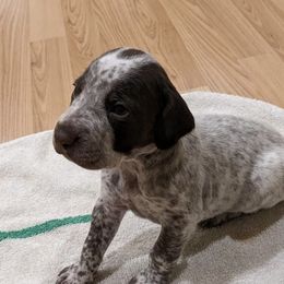 German Shorthaired Pointers from Eartheart Breeders