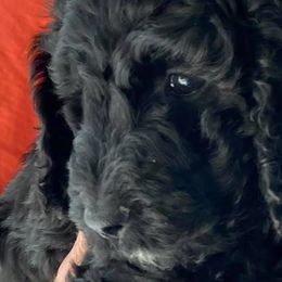 Goldendoodles from Jackie’s Heavenly Doodles