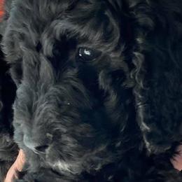 Goldendoodles from Jackie’s Heavenly Doodles