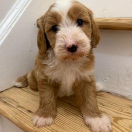 Blue collar boy - Red  male Goldendoodle puppy in Ridgewood, New Jersey from Jessie’s Doodles