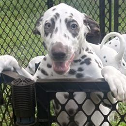 Pink Girl - White and liver brown Dalmatian puppy in Lakeland, Florida from Ink Spot Canines