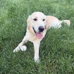 Golden Retriever puppies from Servant Kennel