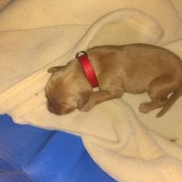 Golden Retriever Puppies from Gingersnap Golden Retrievers