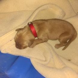 Golden Retriever Puppies from Gingersnap Golden Retrievers