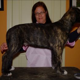 Irish Wolfhound Puppies from Ierne Irish Wolfhounds