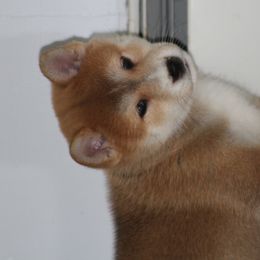 Shiba Inu from Yellow Gate Kennel