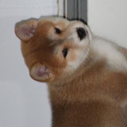 Shiba Inu from Yellow Gate Kennel