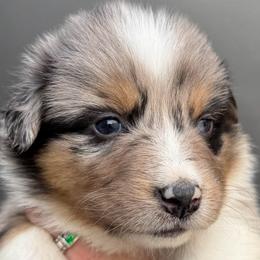Josie - Blue merle female Australian Shepherd puppy in Stanford, Kentucky from Red Feather Aussies
