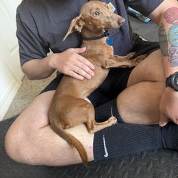 Dachshund puppies from InnerVision K9 & Dachs