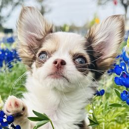Cavapoos and Chihuahuas from Cuddlebug Cavapoos of Austin