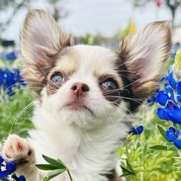 Cavapoos and Chihuahuas from Cuddlebug Cavapoos of Austin