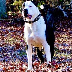 Perro de Presa Canarios from Canary K9 Kings