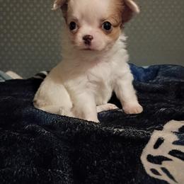 Jackson - Fawn and white male Chihuahua puppy in Federalsburg, Maryland from Mobley Chihuahuas