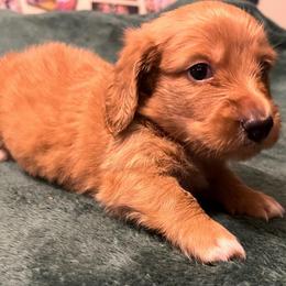 Chunk - Cream male Dachshund puppy in Arp, Texas from Barksalot Dachshunds