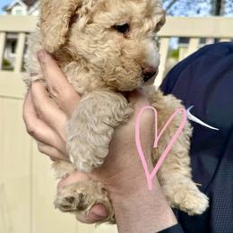 Bernedoodle, Cavalier King Charles Spaniel, and Poodle Puppies from Ellas.Pups (Bernedoodles & Cavapoos)