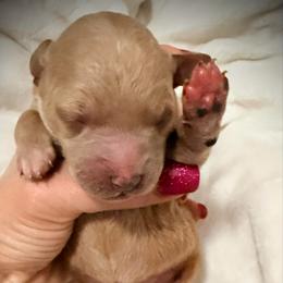 Happy - Red  female Goldendoodle puppy in Bradenton, Florida from Christianna’s Mini Goldendoodles