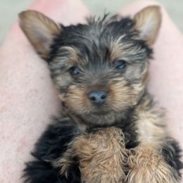Australian Shepherd, Boerboel, Shorkie, and Yorkshire Terrier Puppies from SATA Kennels