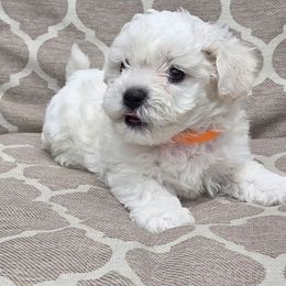 Orange - White male Bichon Frise puppy in Freehold, New Jersey from Michael & Nataliya's Pups
