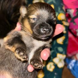 Sarge - Orange sable male Pomeranian puppy in Zavalla, Texas from Precious Puff Poms