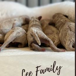 Aussiedoodles and Goldendoodles from Lee Family Puppies