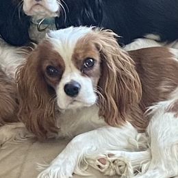 Jazzy - Cavalier King Charles Spaniel