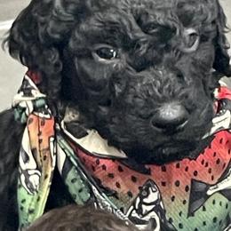 Labradoodle Puppies from Northwest Sporting Doodles