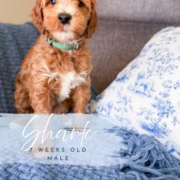 Shark - Red  male Goldendoodle puppy in Garden Grove, California from Sunkissed Doodles
