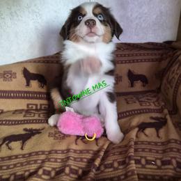 Coonie - Red tri-color female Miniature American Shepherd puppy in Marshfield, Missouri from Tntowne Miniature American Shepherds