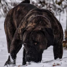 Vixen - Boerboel