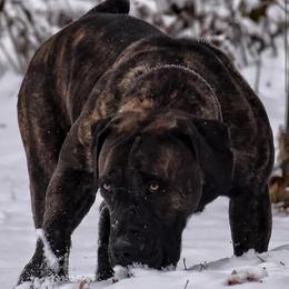 Vixen - Boerboel