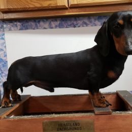 Dachshund All Grown Up from Heartland Dachshunds of So IL