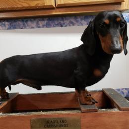 Dachshund All Grown Up from Heartland Dachshunds of So IL