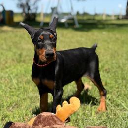 Red collared girl - Black and rust female Doberman Pinscher puppy in Winamac, Indiana from DIAMOND RIDGE DOBERMANS