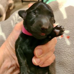 Pink Collar Girl - Black female Dachshund puppy in Waynesboro, Tennessee from Owl Hollow Farm Miniature Dachshunds