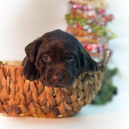 Midge - Chocolate female Labrador Retriever puppy in Isle, Minnesota from Dog Ear Outfitters