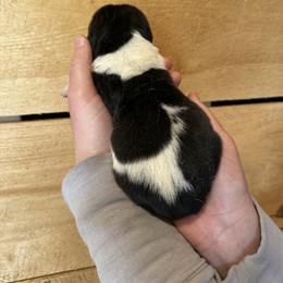 Female 2 - Black brown and white female Basset Hound puppy in Lindley, New York from Hill Top Basset Hounds & Cane Corso