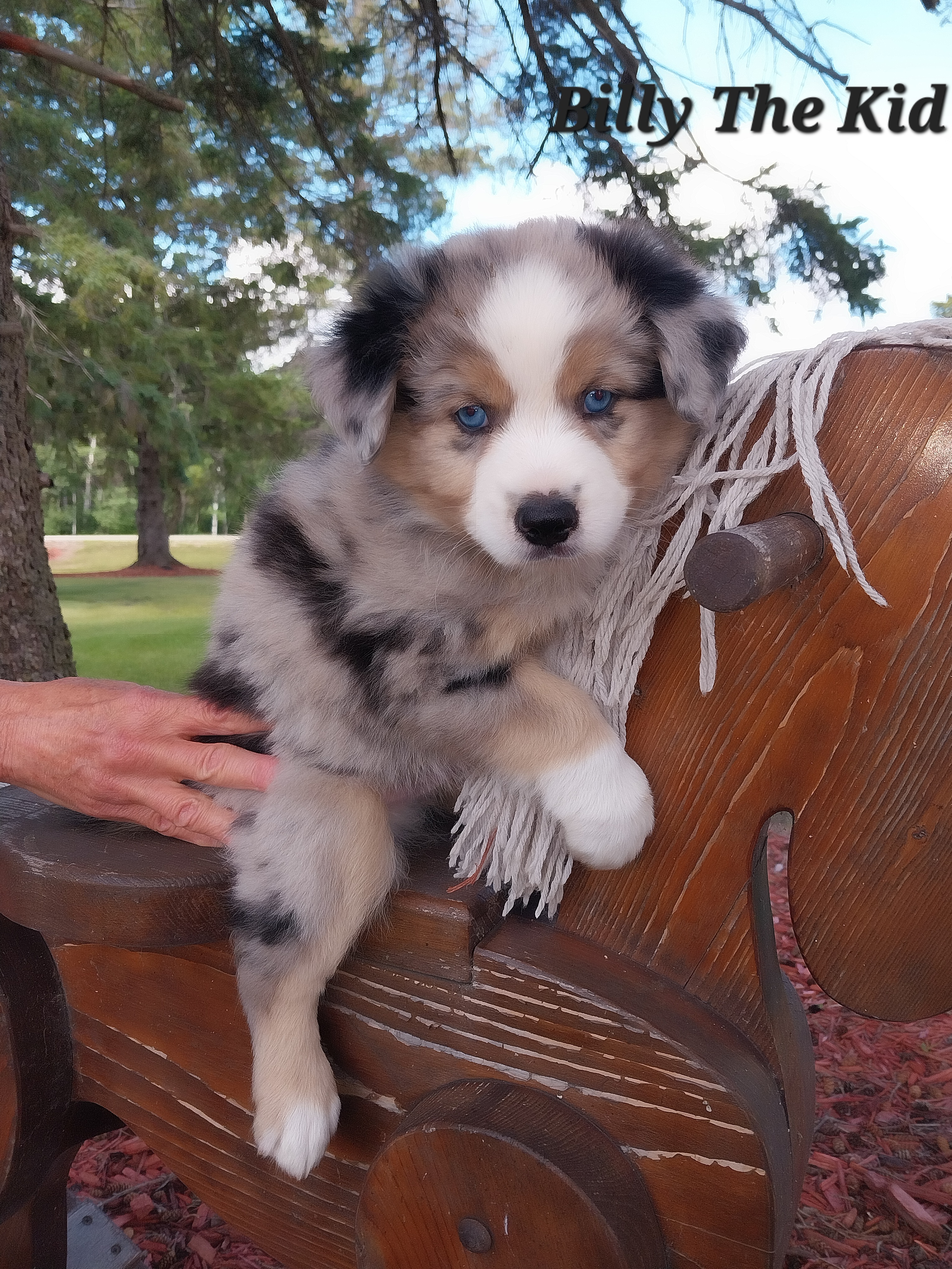 Miniature Australian Shepherd and Toy Australian Shepherd Puppies from Son Shine Farm