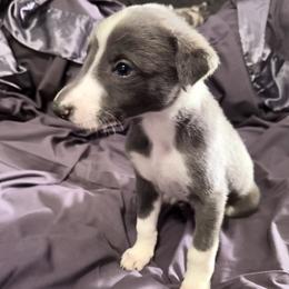 Alaric - Blue brindle male Greyhound puppy in Florida from Running to Stand Still (RTSS)