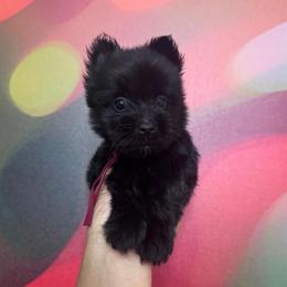 Shadow - Liver female Yorkshire Terrier puppy in Flowood, Mississippi from Prissy PawPals