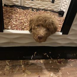 Labradoodle Puppies from CC Labradoodles
