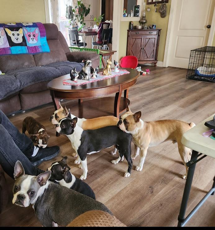 Bogan's Boston's in Arkansas Boston Terrier puppies Good Dog