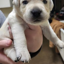 Sally - Yellow female Labrador Retriever puppy in Middleburg, Pennsylvania from Countrylanes labs