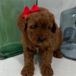 Tina - Red  female Goldendoodle puppy in Mint Hill, North Carolina from DoodleForever