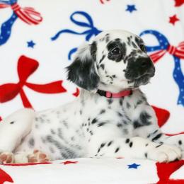 Hot Pink - White and black female Dalmatian puppy in Cottage Grove, Oregon from Hidden Hills Dalmatians