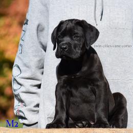 M2 - Black male Cane Corso puppy in Chisago City, Minnesota from Twin Cities Cane Corso