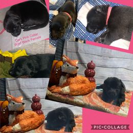 SVV'S NORDSTERN EVANGELINE - German Shepherd puppy in Little Rock, Arkansas from Strahl Von Valor Shepherds