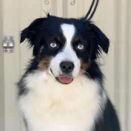 Tinsel - Toy Australian Shepherd