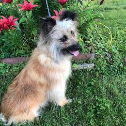 Fortune - Pyrenean Shepherd
