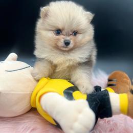 Precious - Chocolate merle female Pomeranian puppy in Brentwood, California from Royalpawpoms