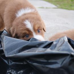 Australian Shepherd Puppies from Kiki's Aussies